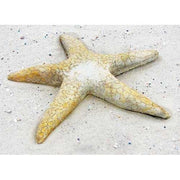 Starfish Garden Statue (30 - Inch) Different Angle
