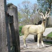 White Tail Deer Garden Statue (64 - Inch) Different Angle
